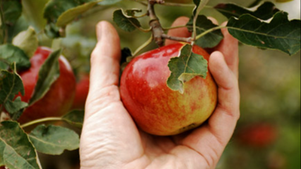 Apple harvest