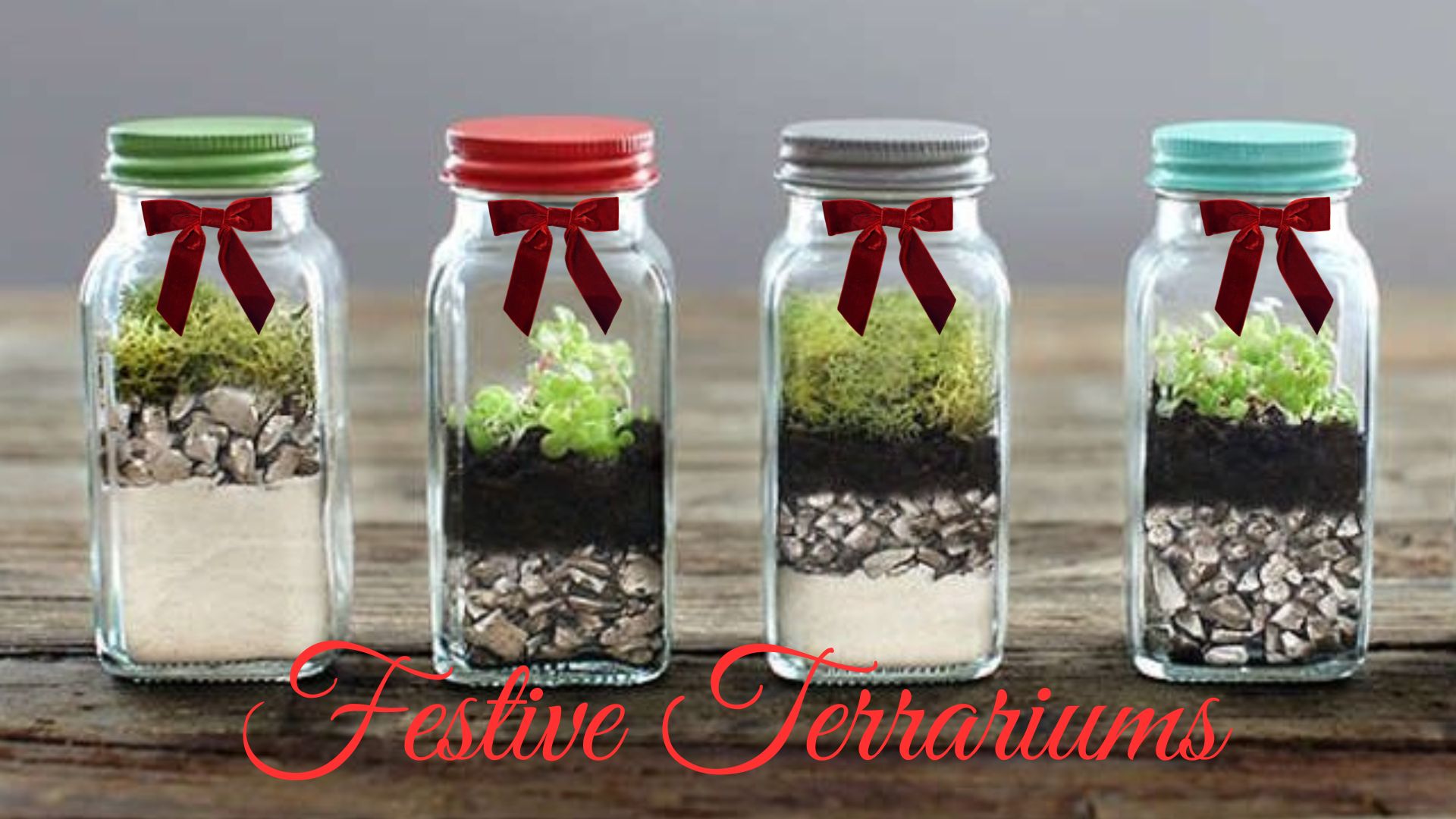 Festive Terrariums