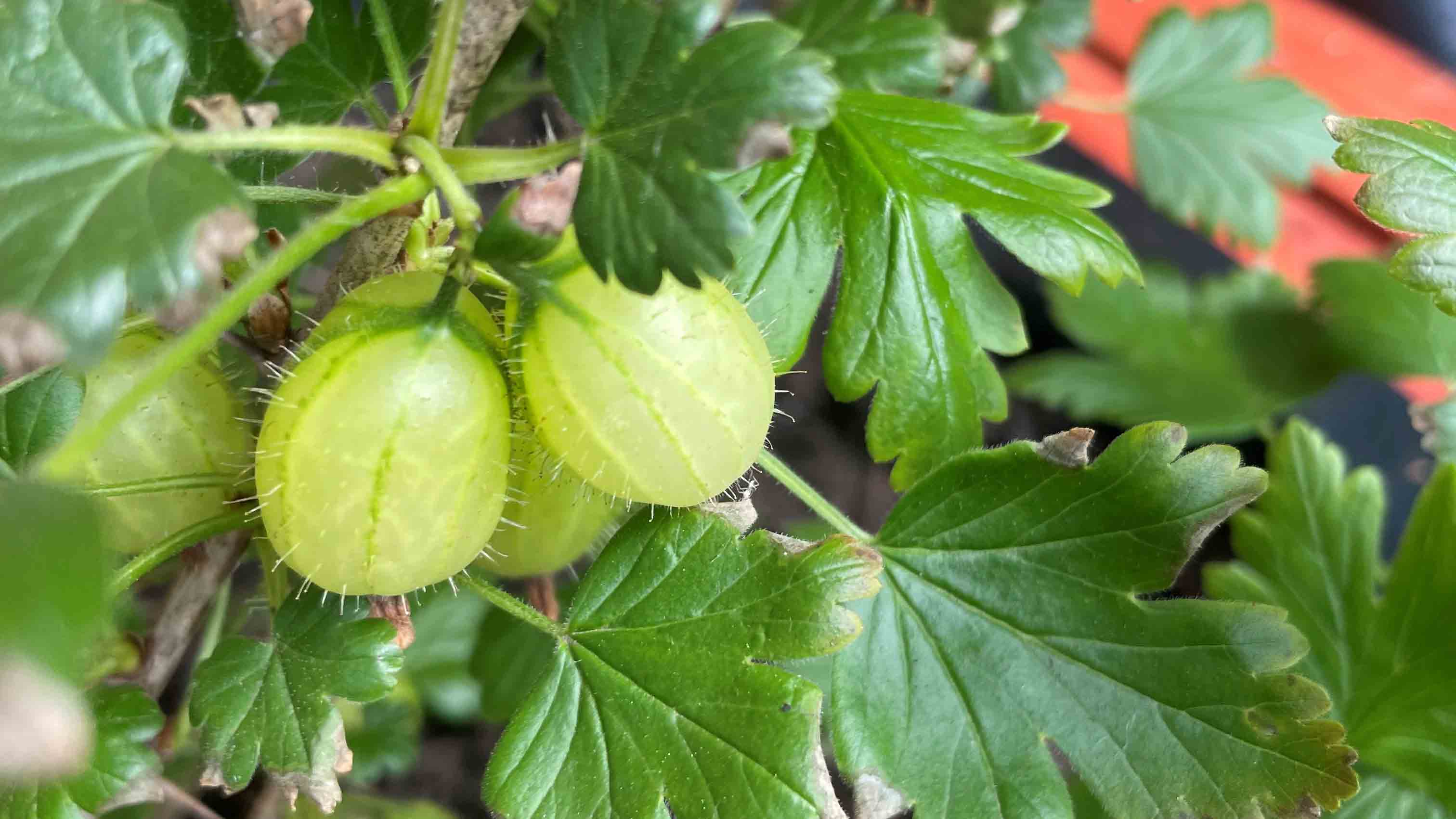 Gooseberry