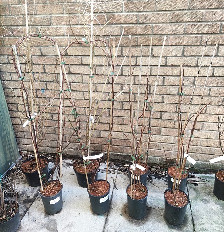 Potted fruit trees