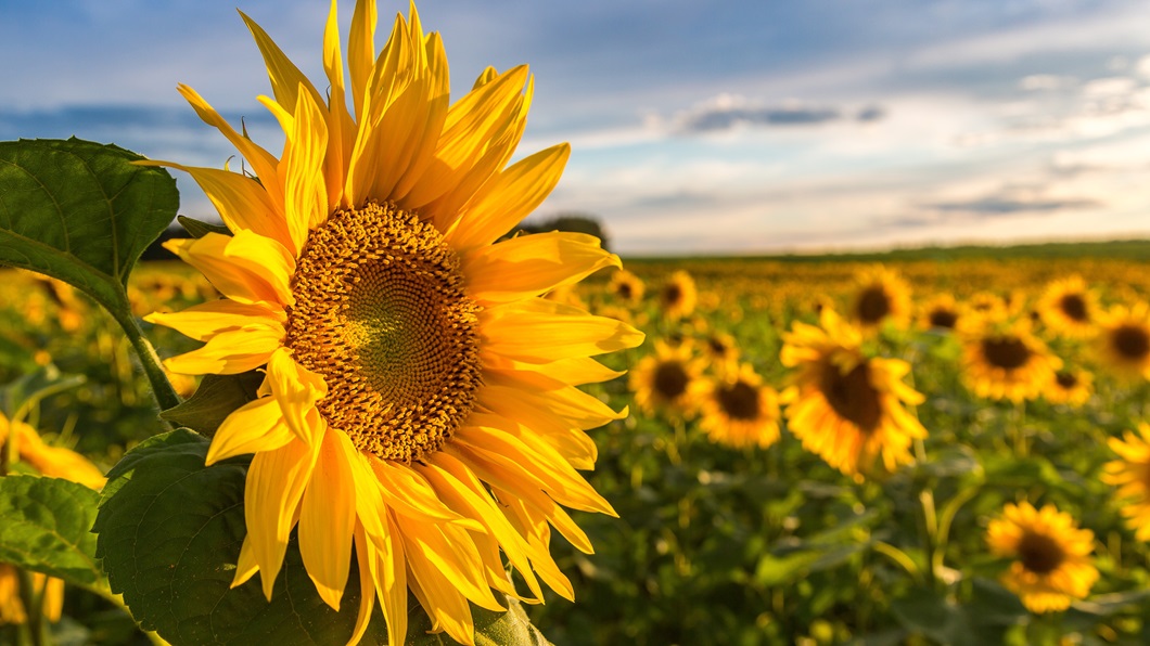 Sunflowers