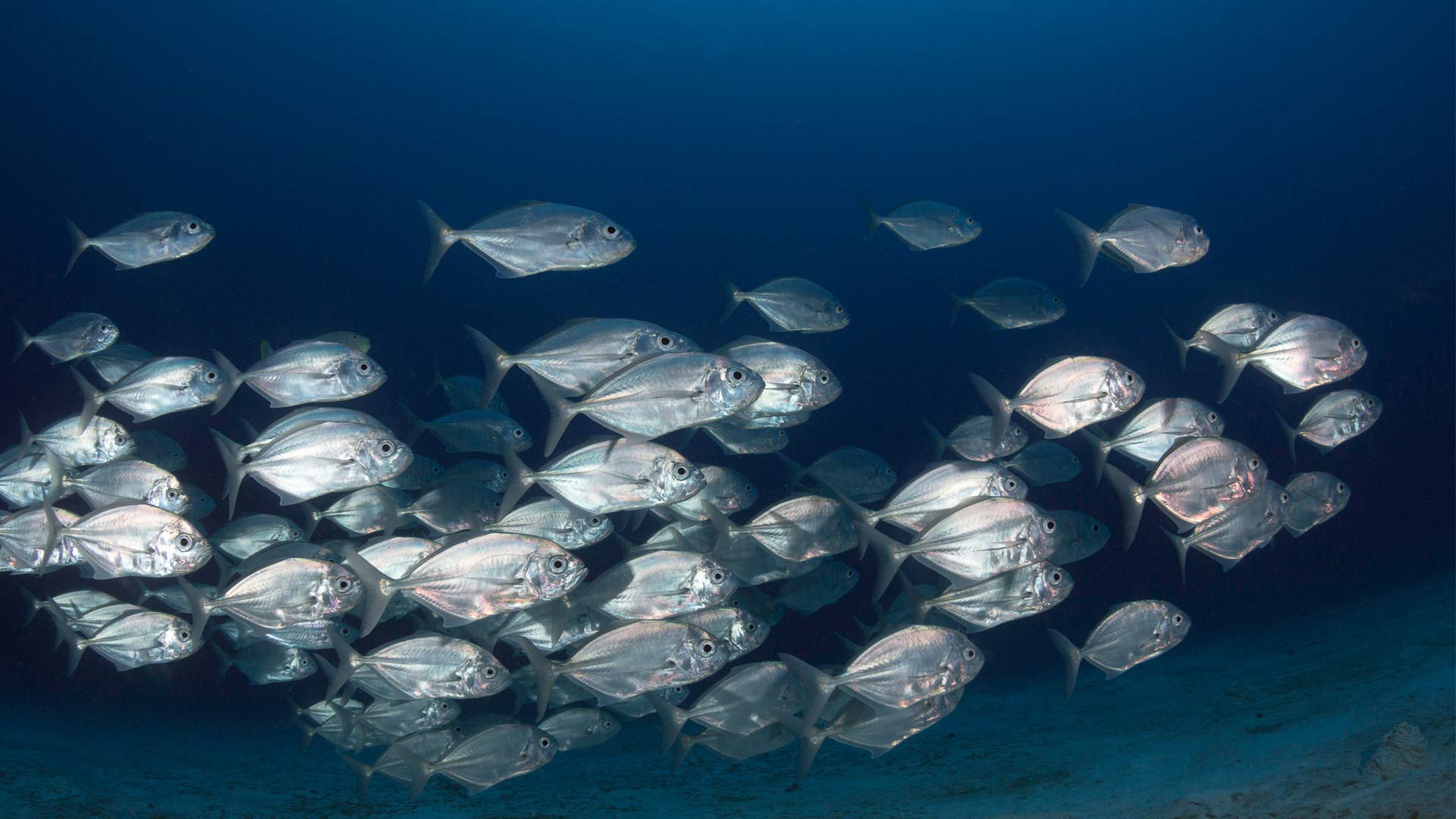 Swarm of fish in ocean