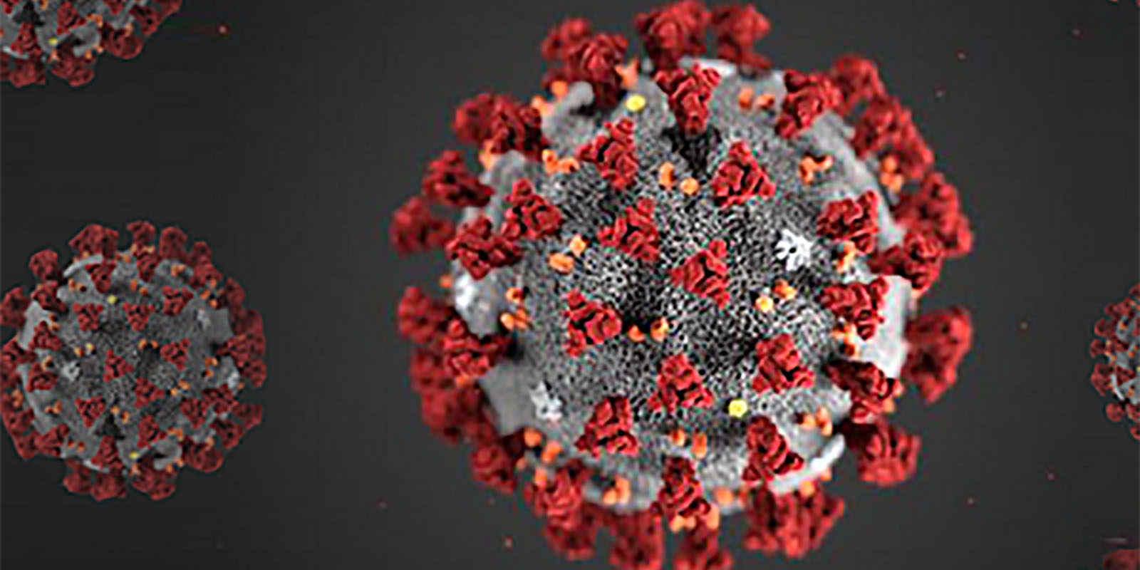 A close of view of the coronavirus