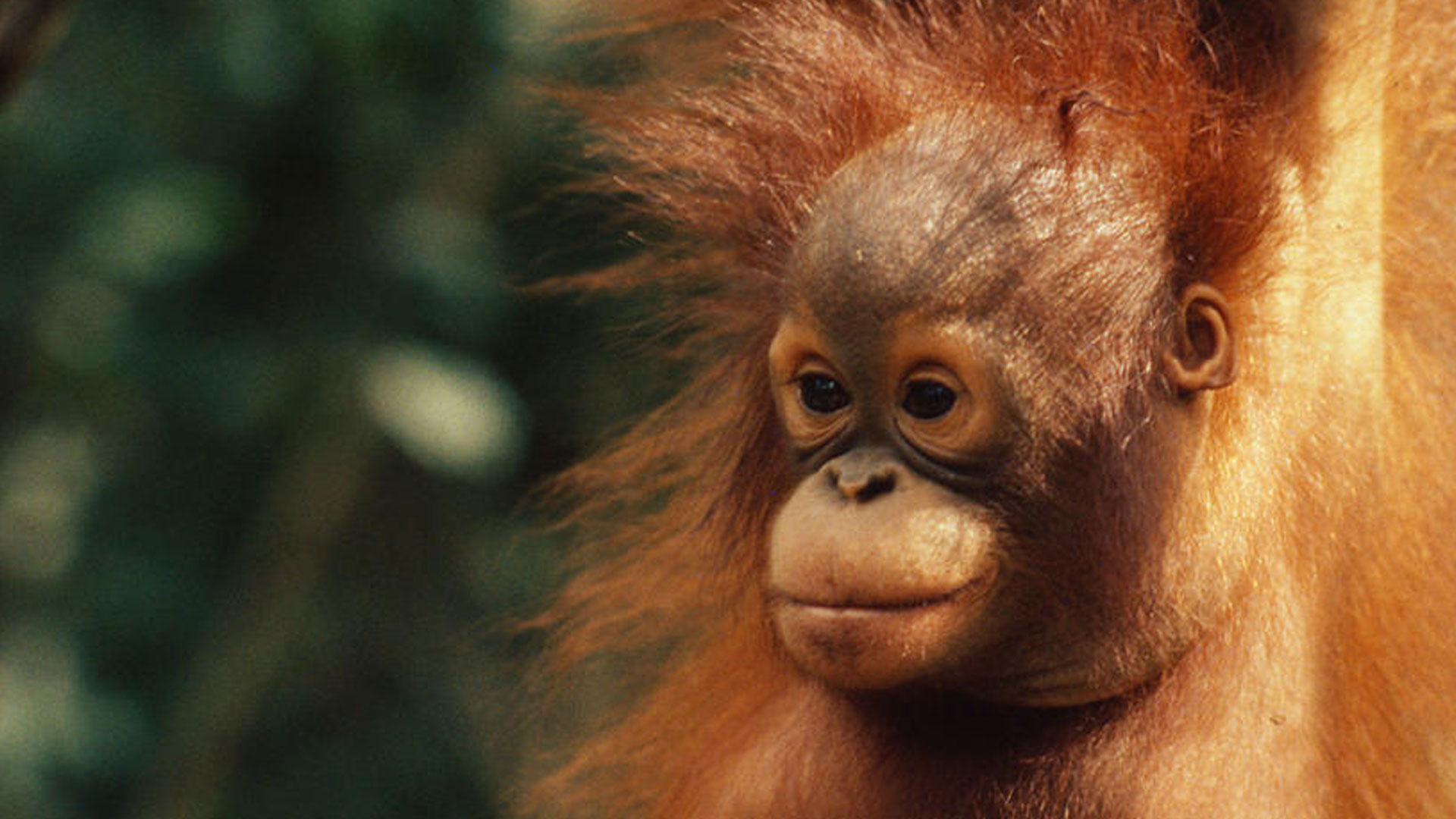 orangutan