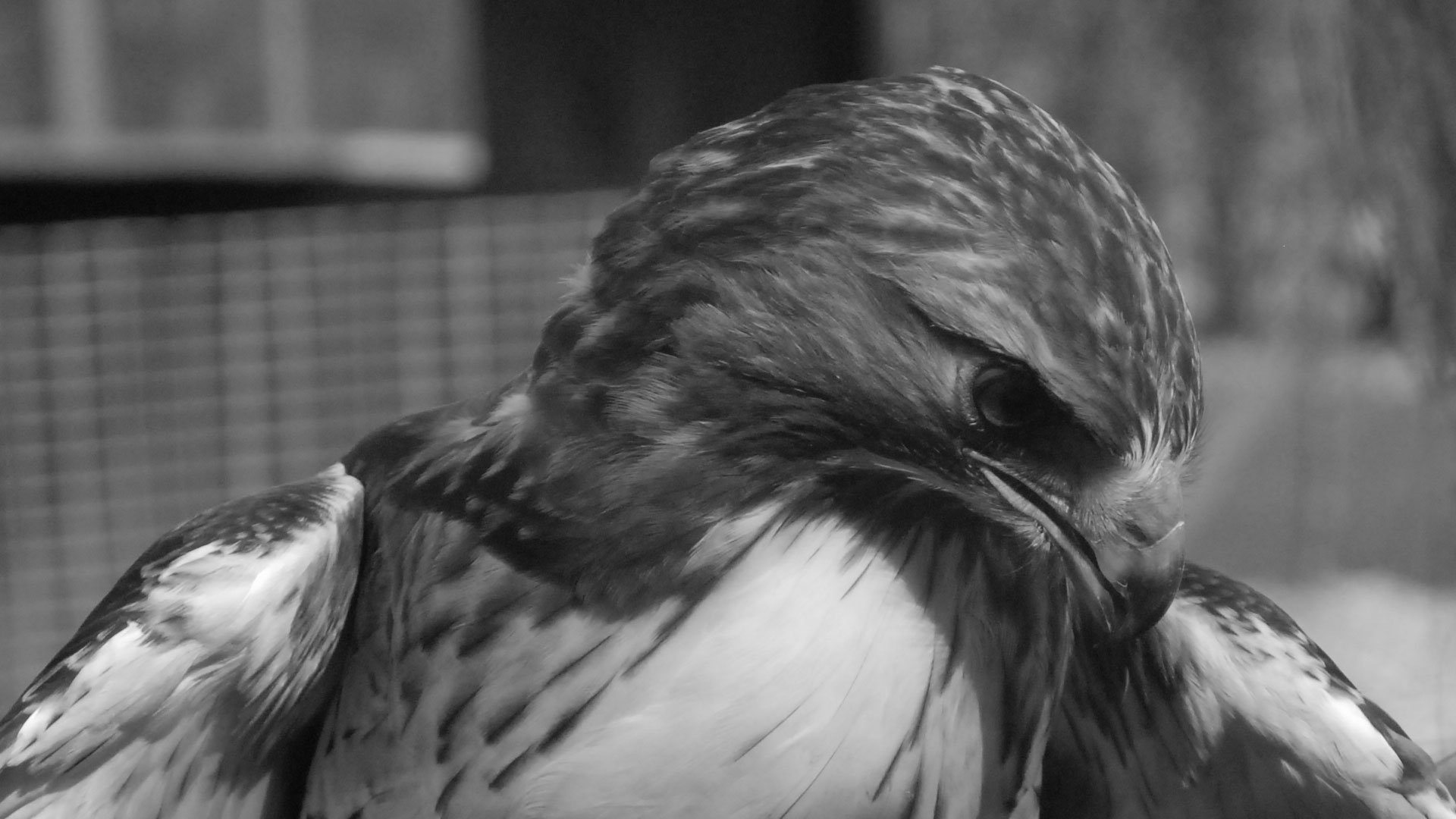 bird of prey