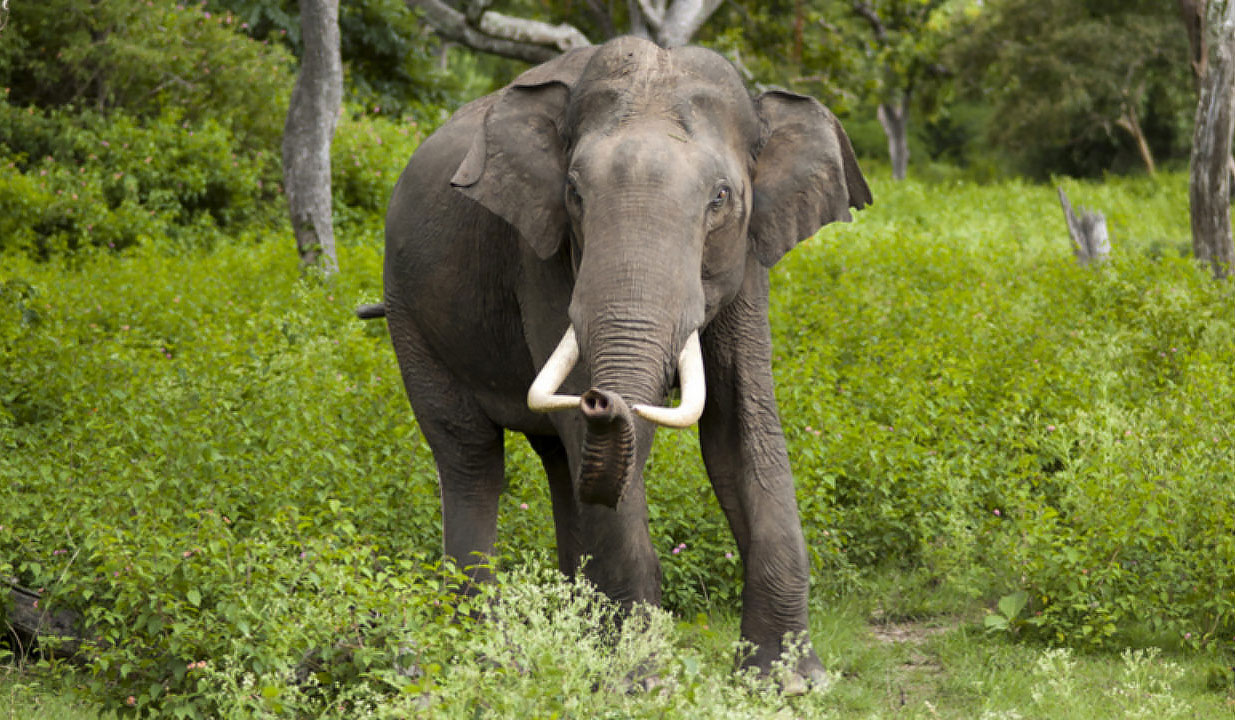 A  Borneo pygmy Asian elephant