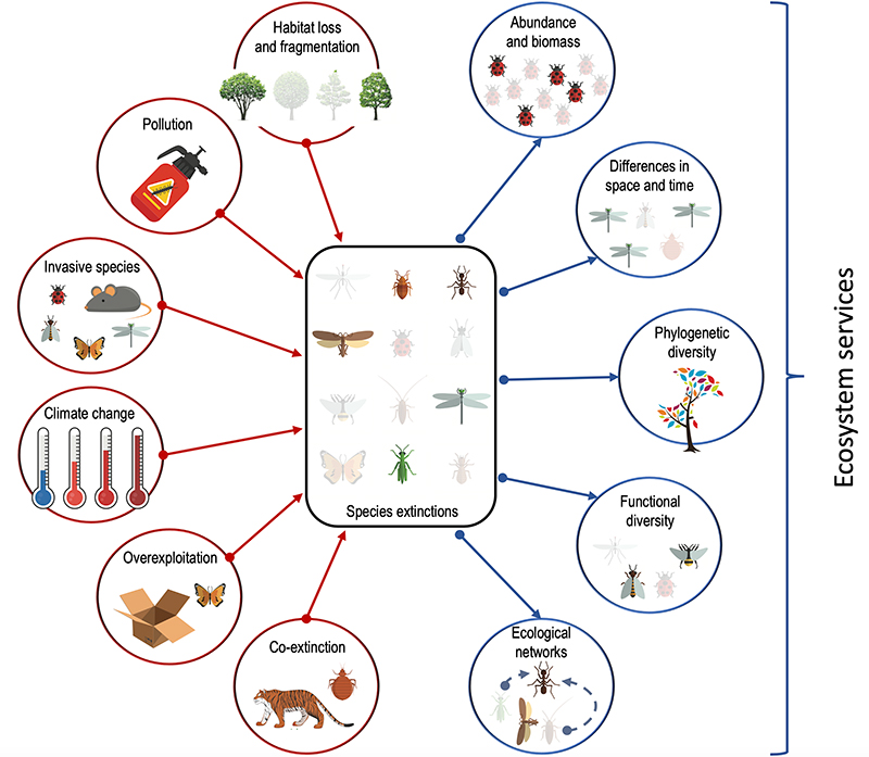 Scientists’ warning to humanity on insect extinctions - Dr Matt Hill