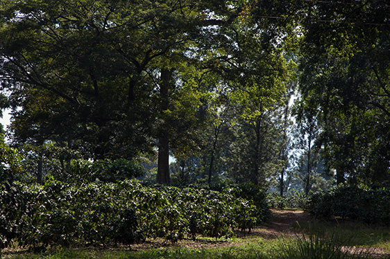 Preserving Ethiopia’s coffee and forests for a sustainable future