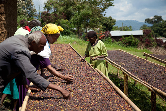 Preserving Ethiopia’s coffee and forests for a sustainable future