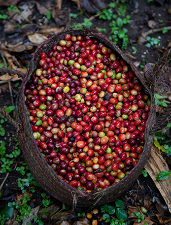 Preserving Ethiopia’s coffee and forests for a sustainable future