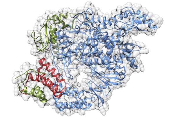 Scientists get to grips with COVID-19