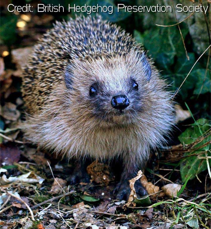 Credit: British Hedgehog Preservation Society