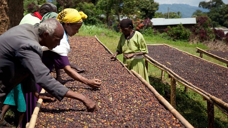 coffee beans drying in the sun