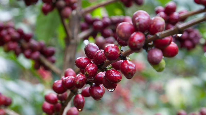 Coffee berries growing wild in Ethiopia