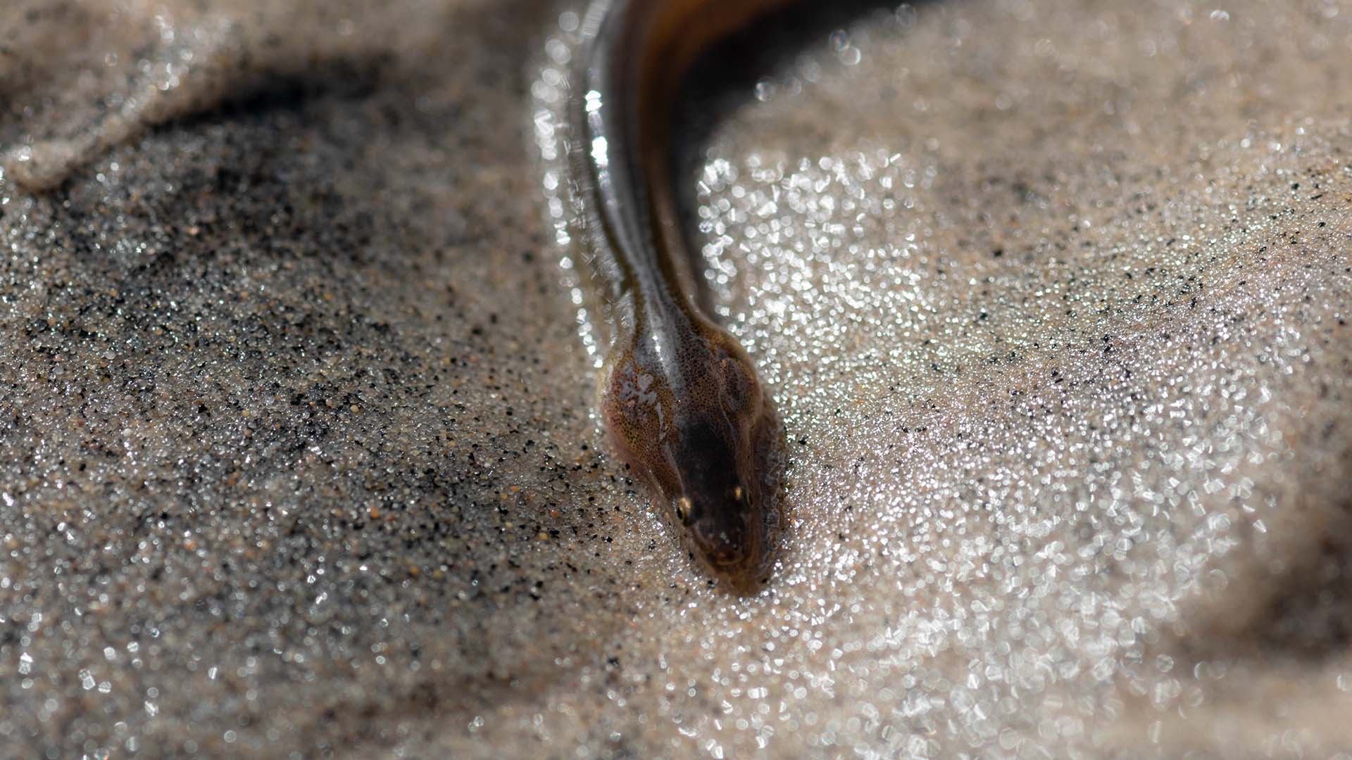 A close up shot of an eel