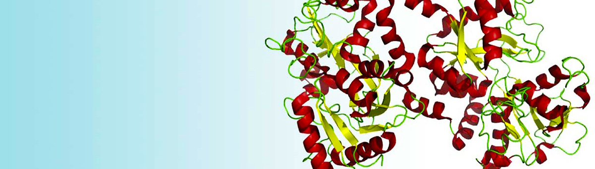 Lactoferrin molecule