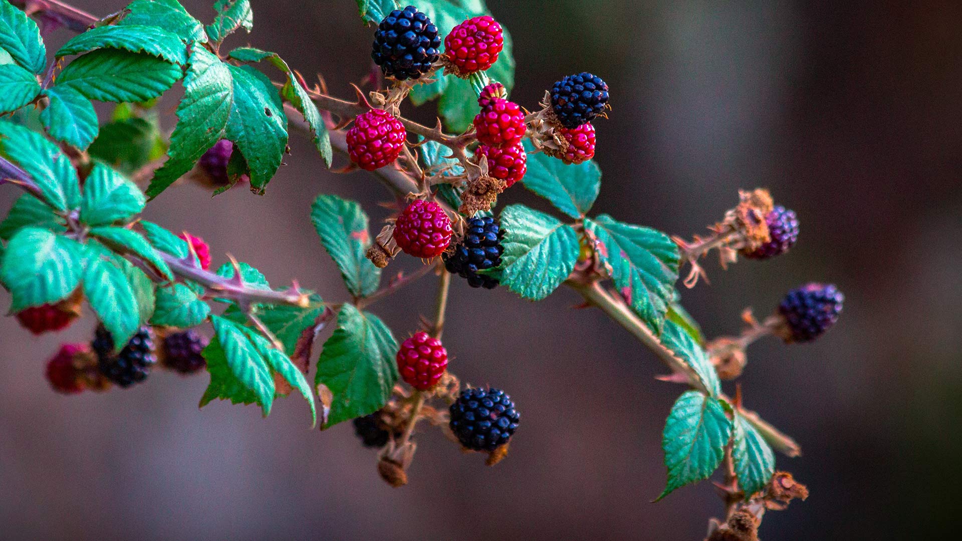 EU research programme to increase shelf-life of berries