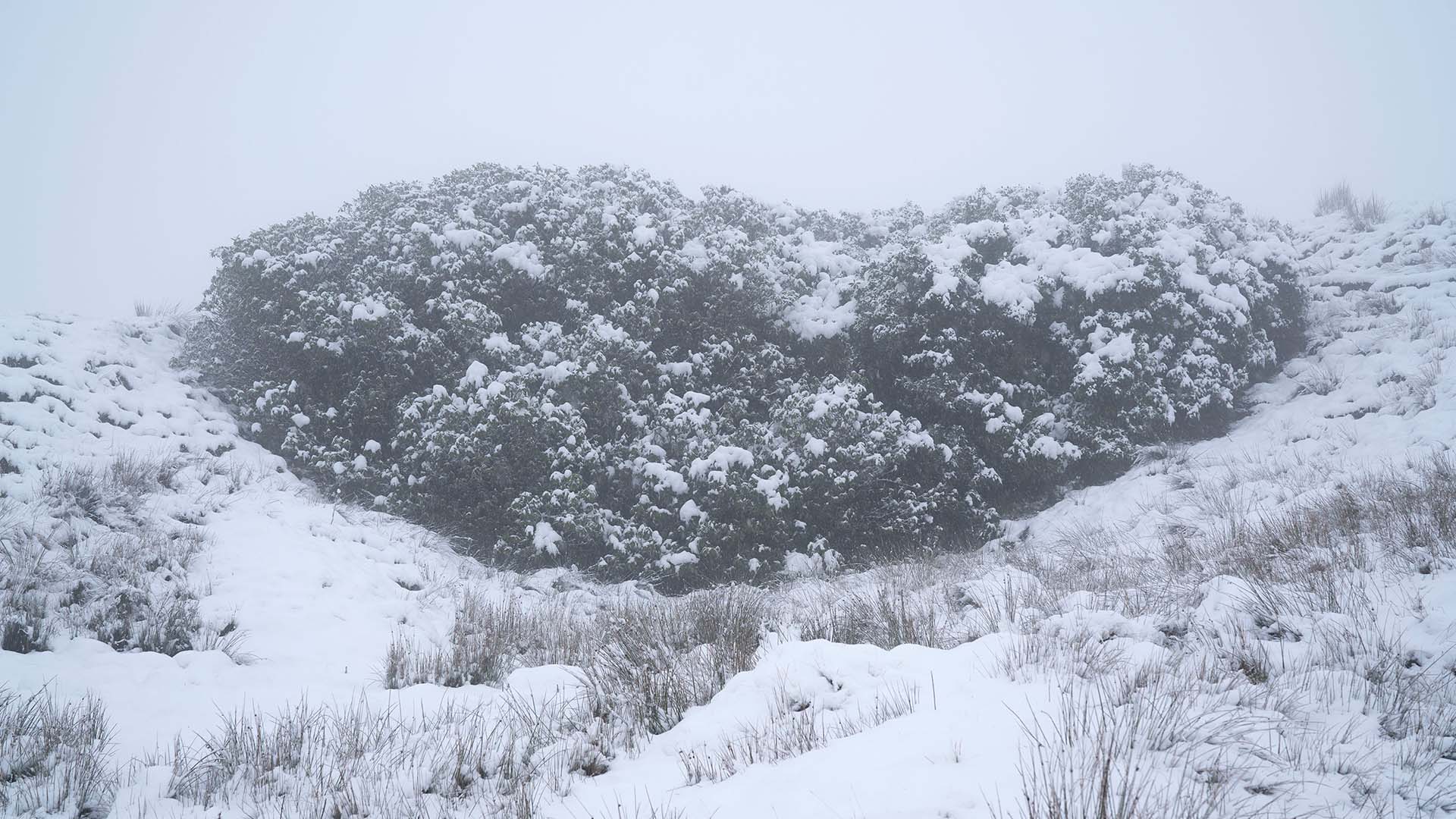 A bush covered in snow
