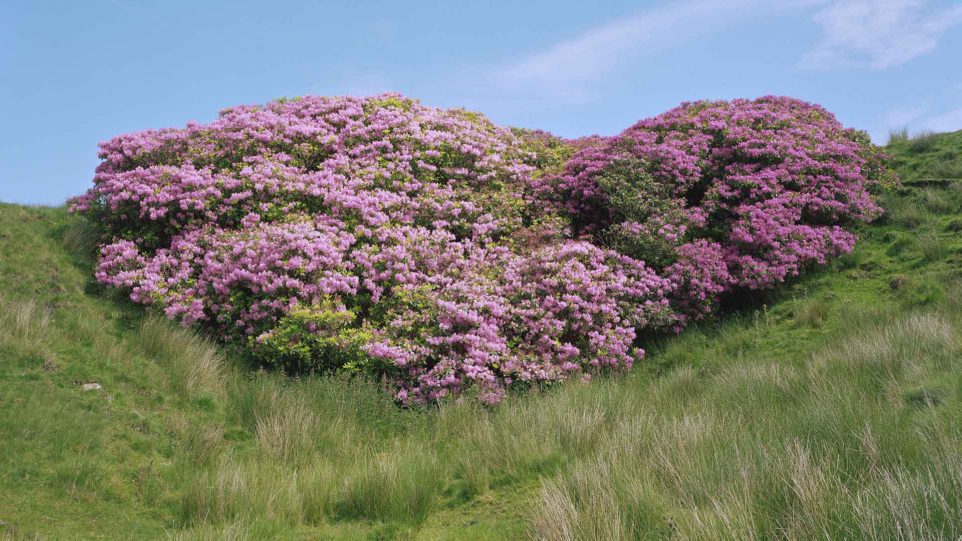 A bush in flower in summer