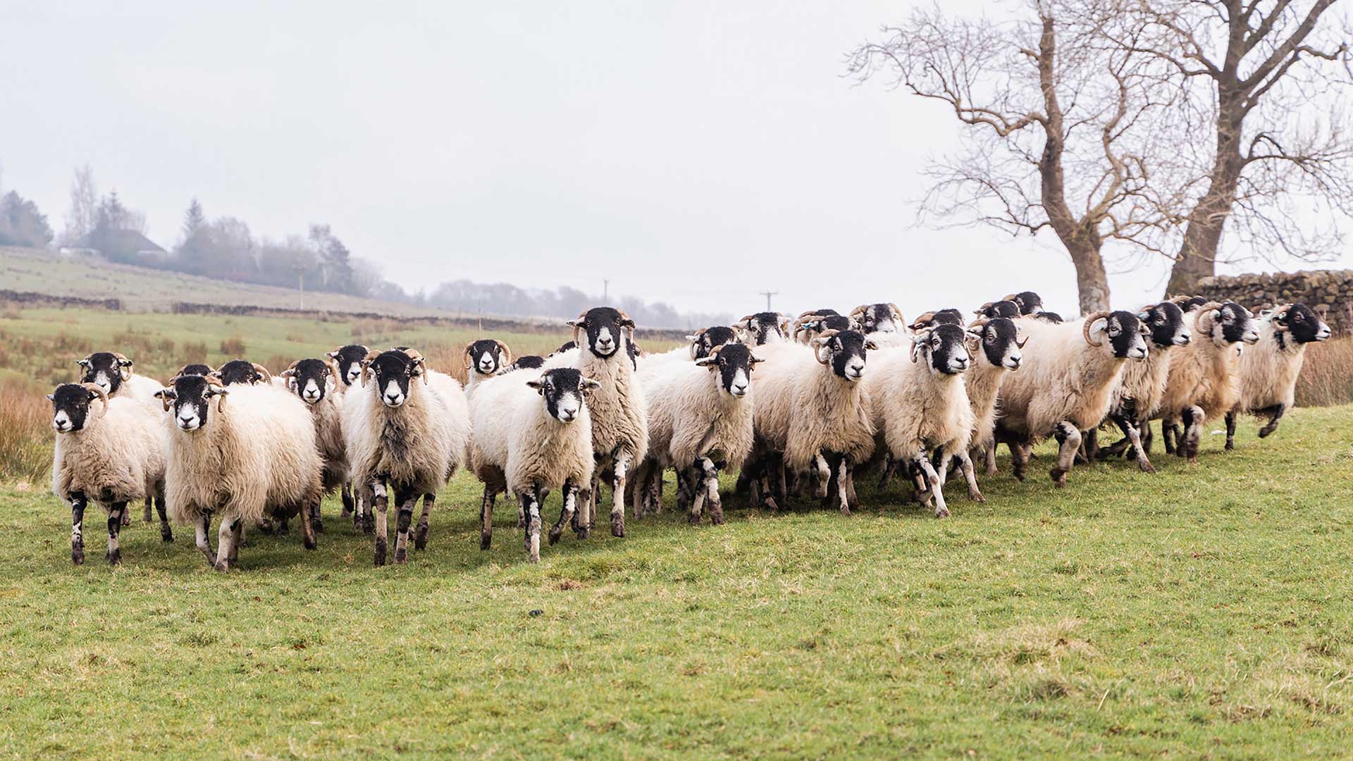 sheep in a field