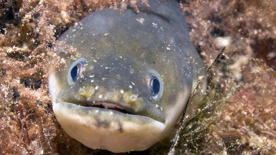 An eel stares at the camera under water