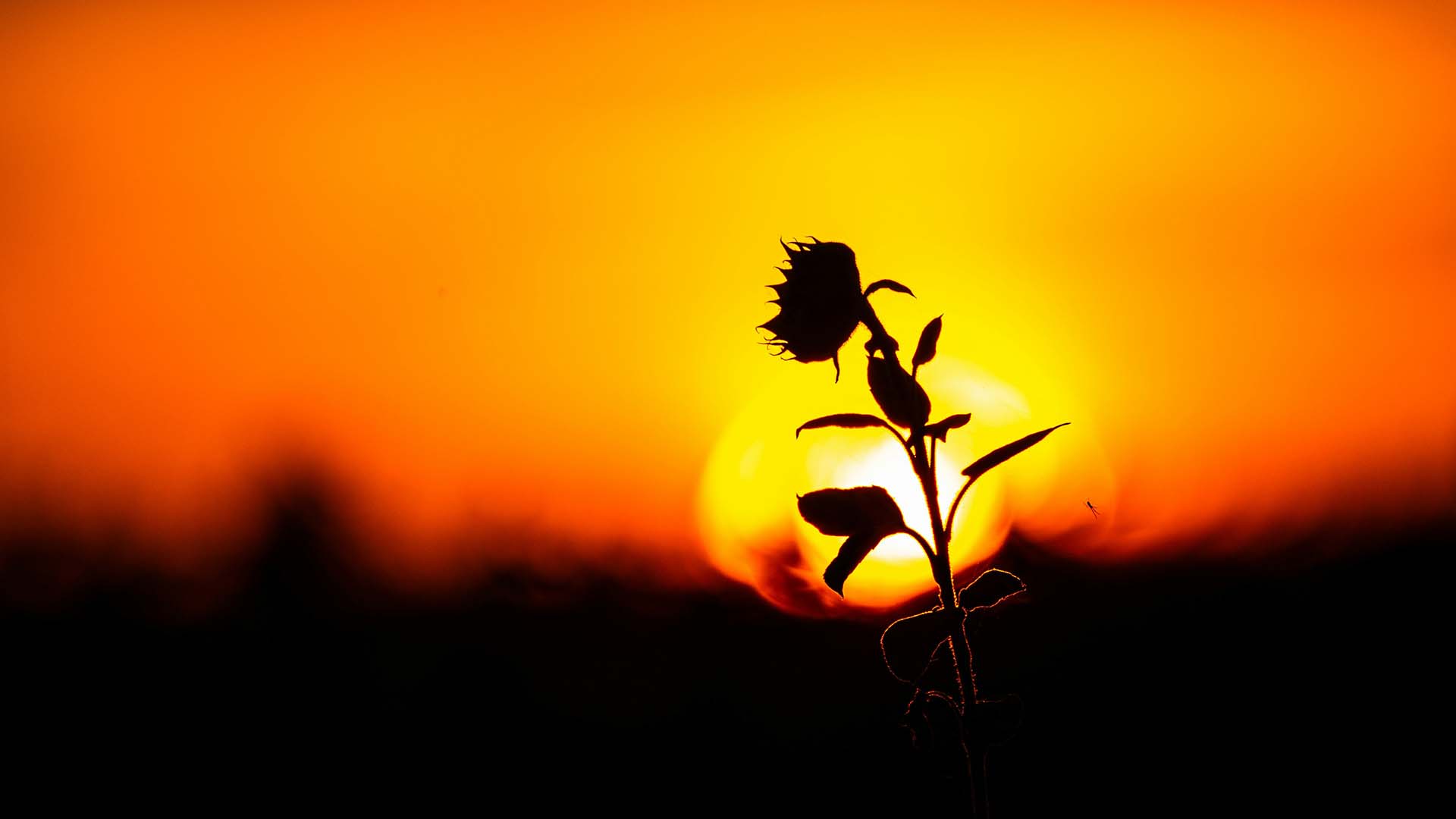 A flower at sunset