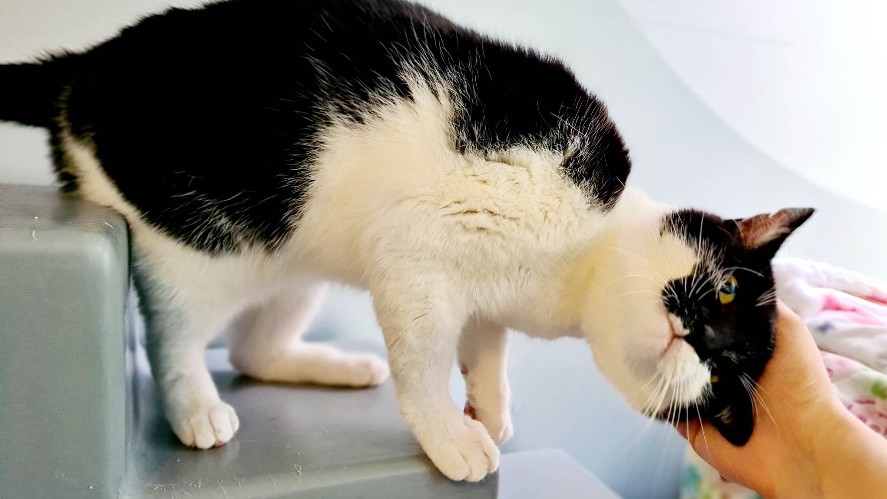 A friendly black and white cat is stroked