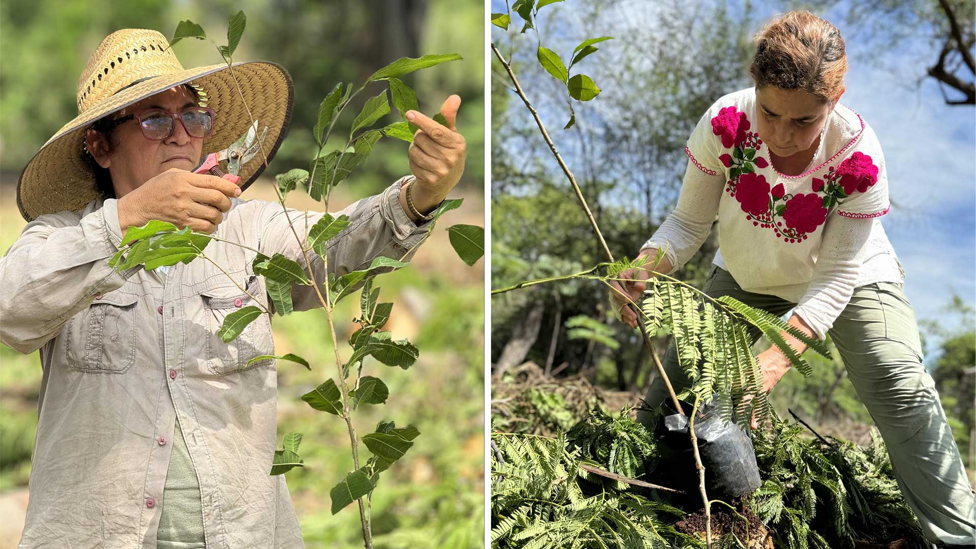 A person planting a tree