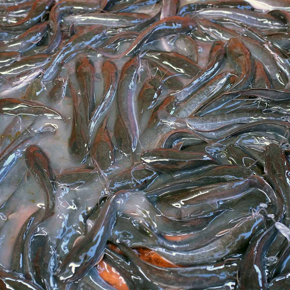 catfish in water