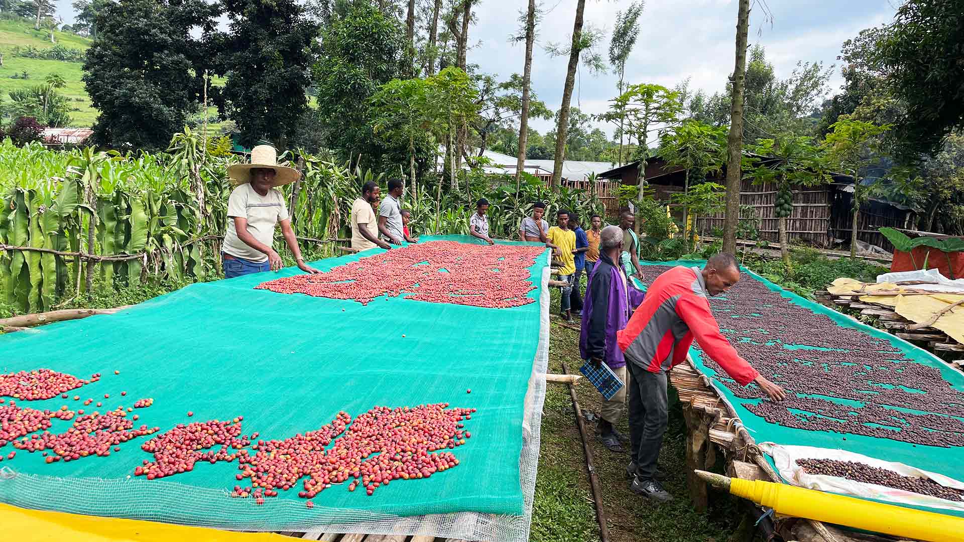 people harvesting coffee in Ethiopia