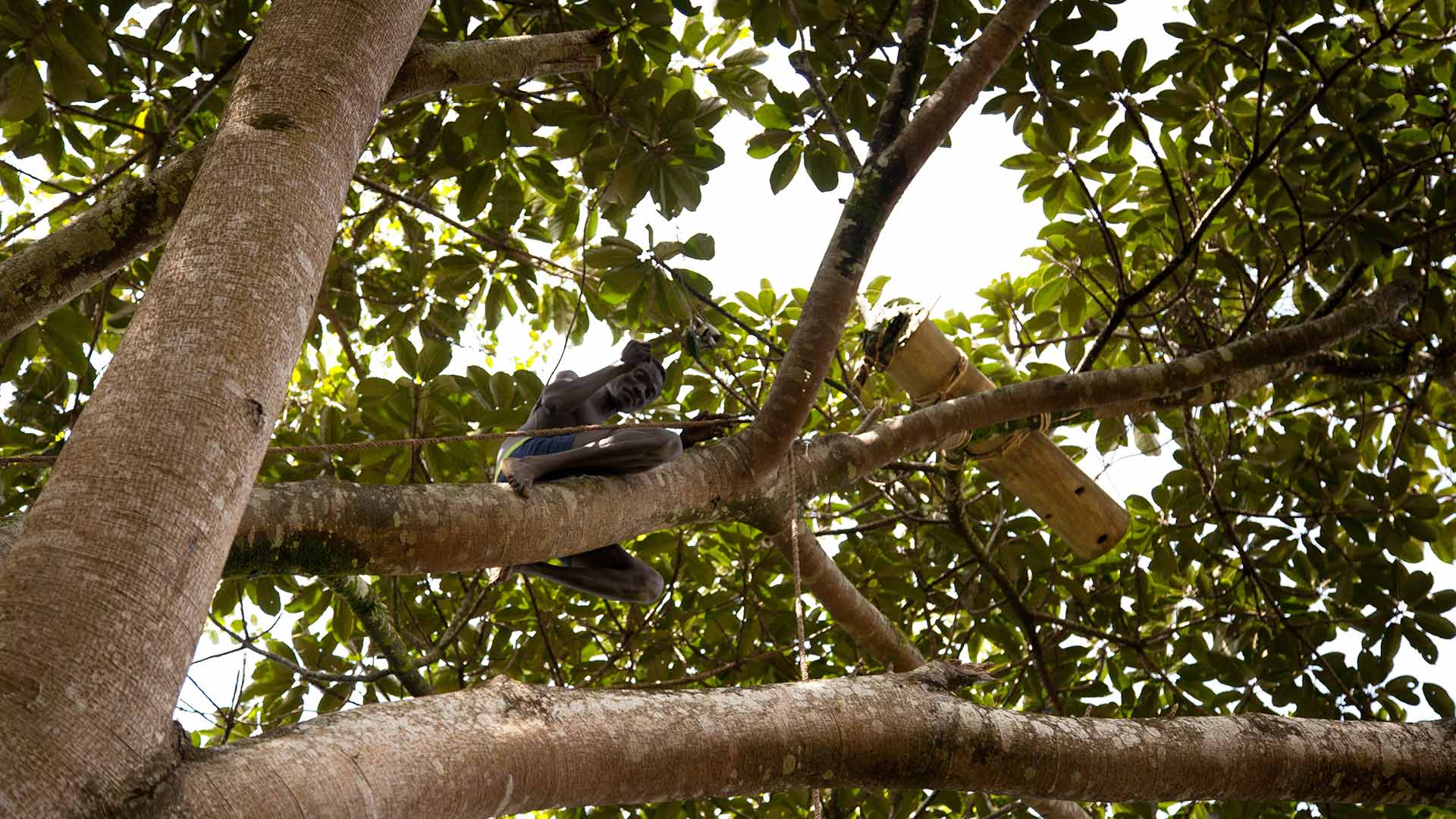 A man in a tree tending to a forest honey hive in Ethiopia