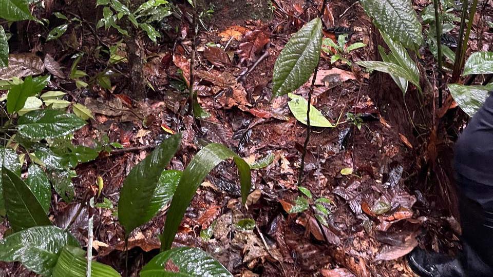 A gravesite in the Colombian jungle