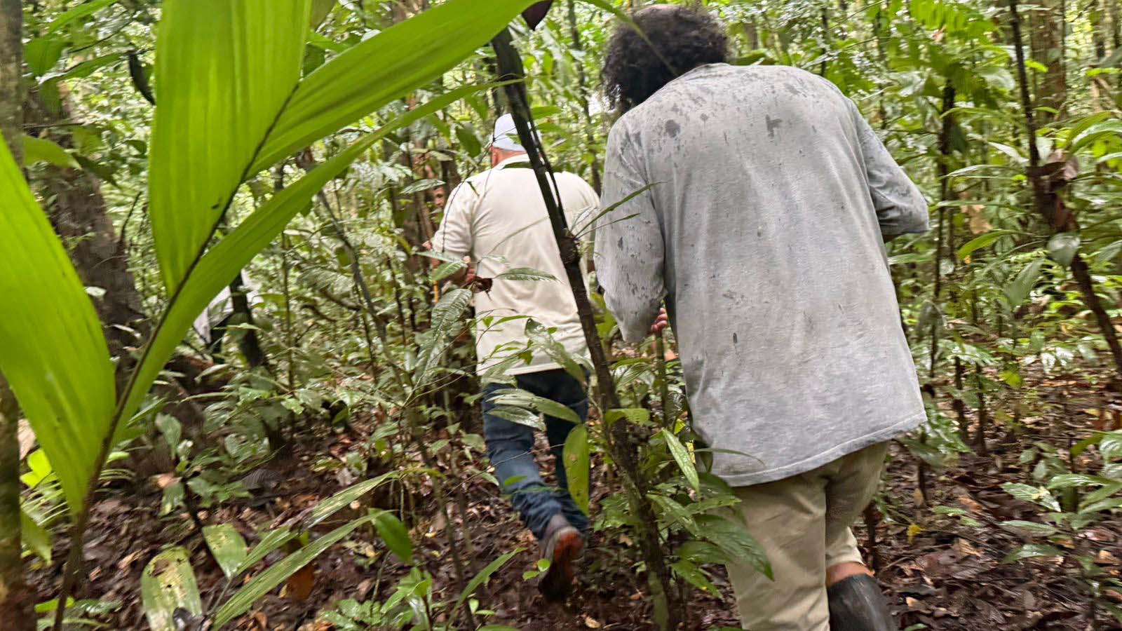 Researchers trek through a dense jungle scene