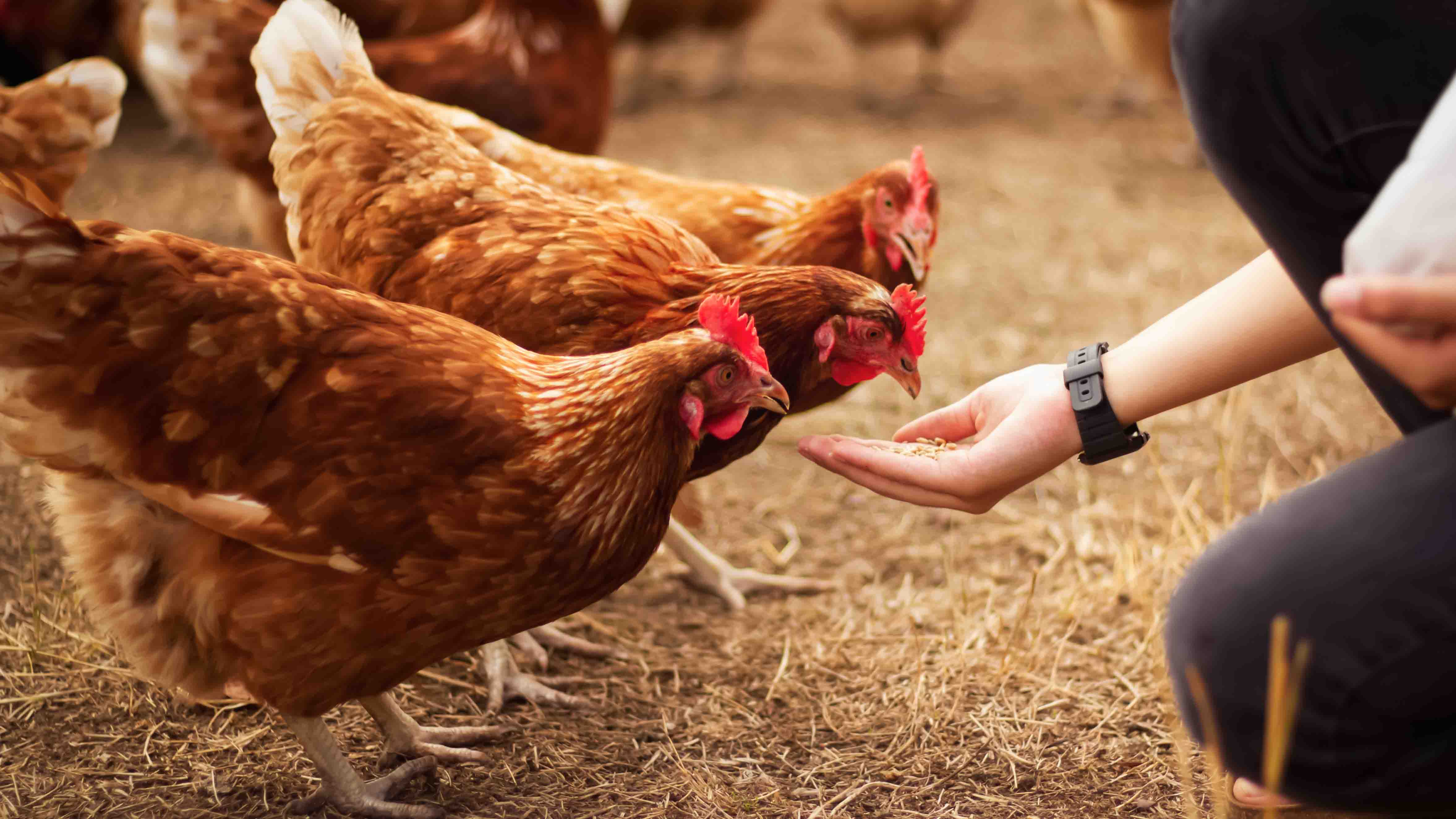 Farmer feeding chickens