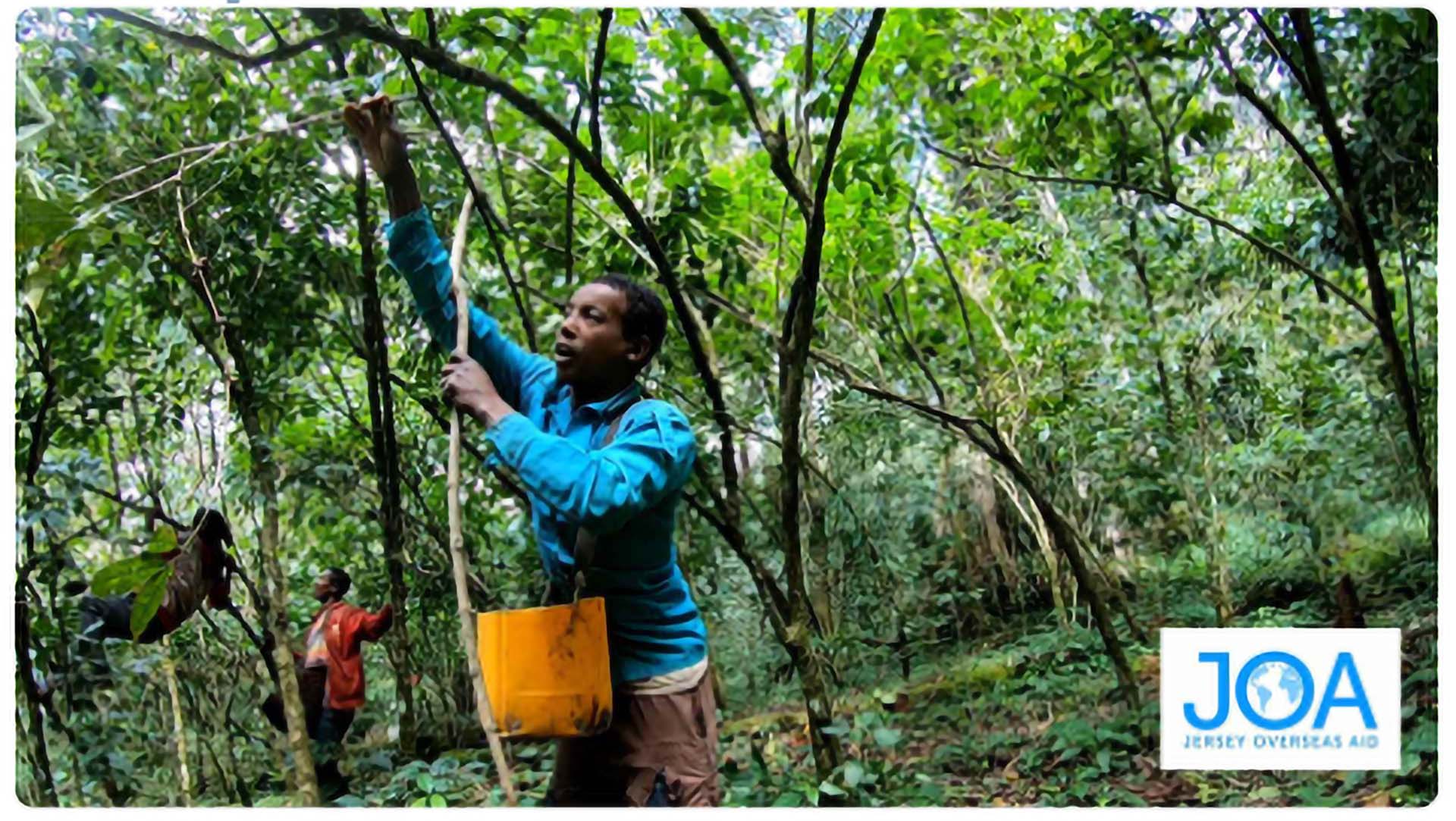 Man in forest extracting Trade Forest Products
