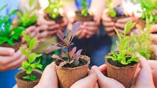 plants held in different hands