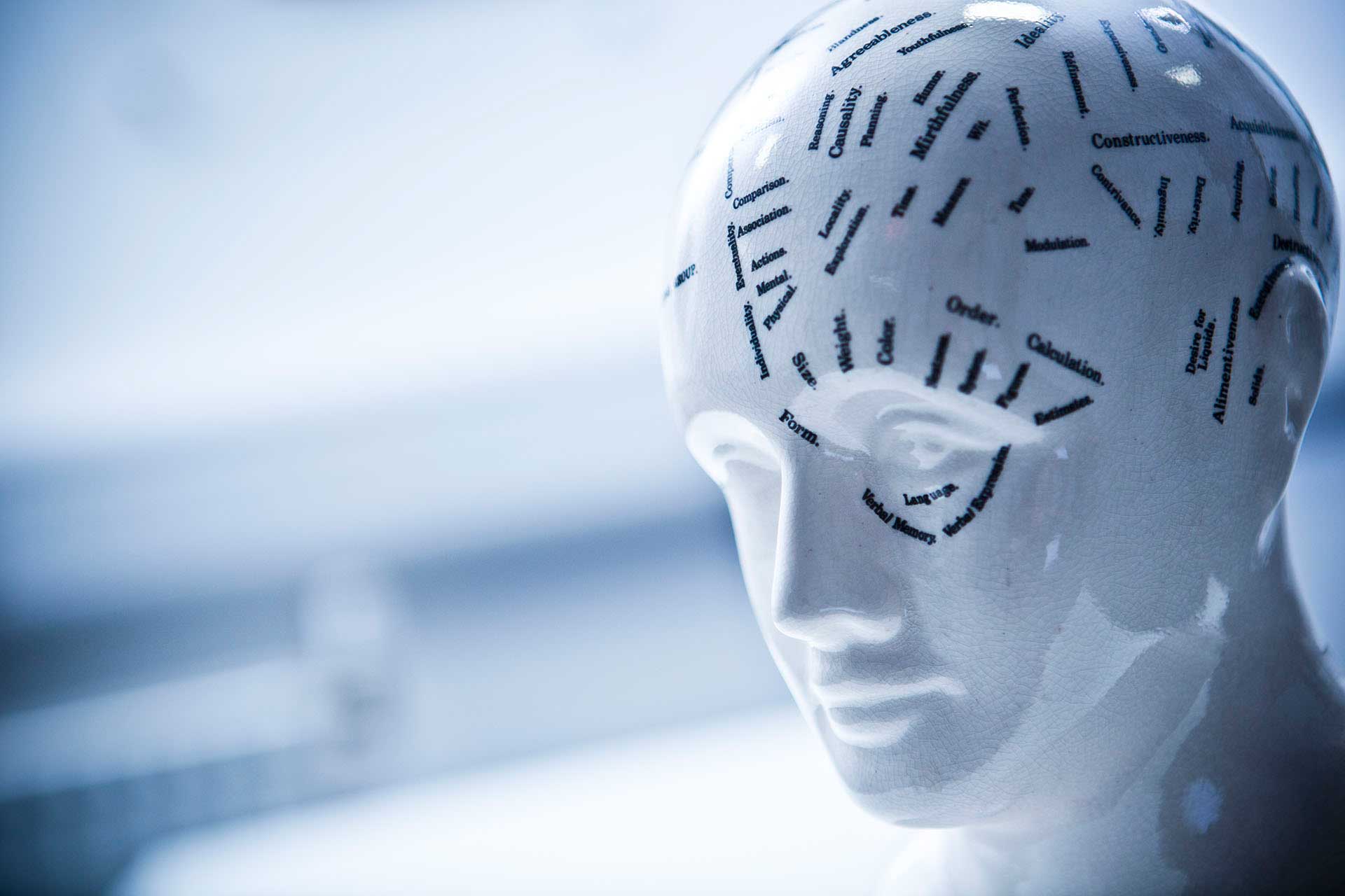 Model of human head - labelled with faculties/qualities